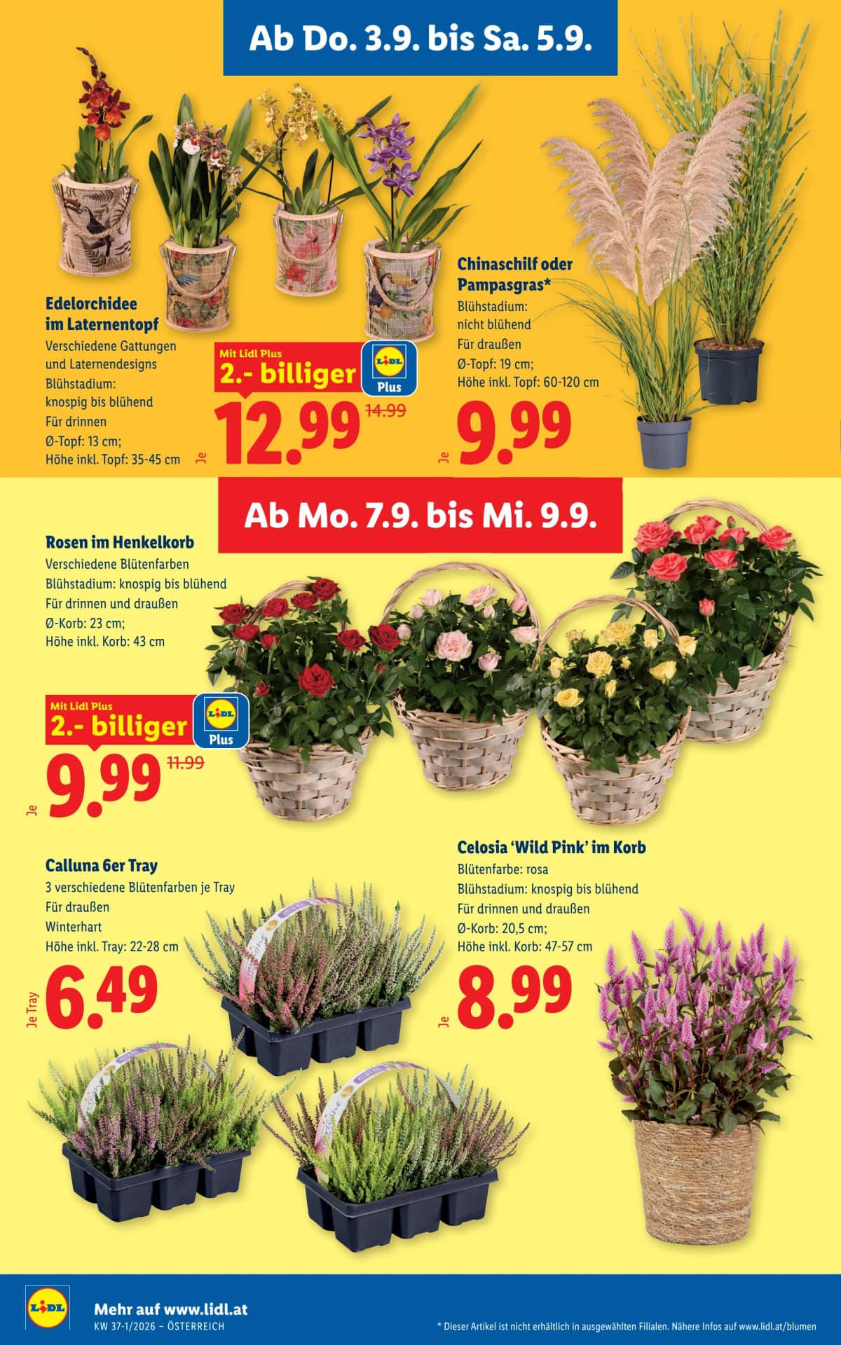 Seite 28 des Lidl Flugblatts – Aktuelle Angebote ab 09.09.2026.
