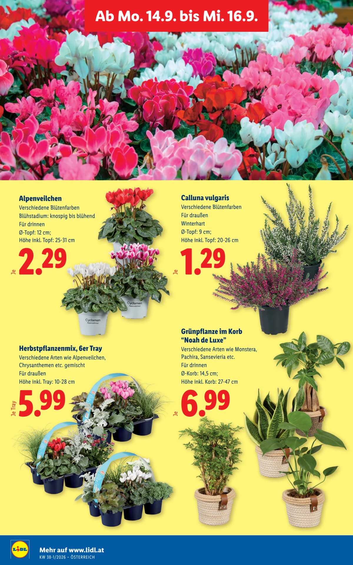 Seite 31 des Lidl Flugblatts – Aktuelle Angebote ab 08.09.2026.