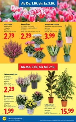 Seite 30 des Lidl Prospekts Aktuelle Angebote