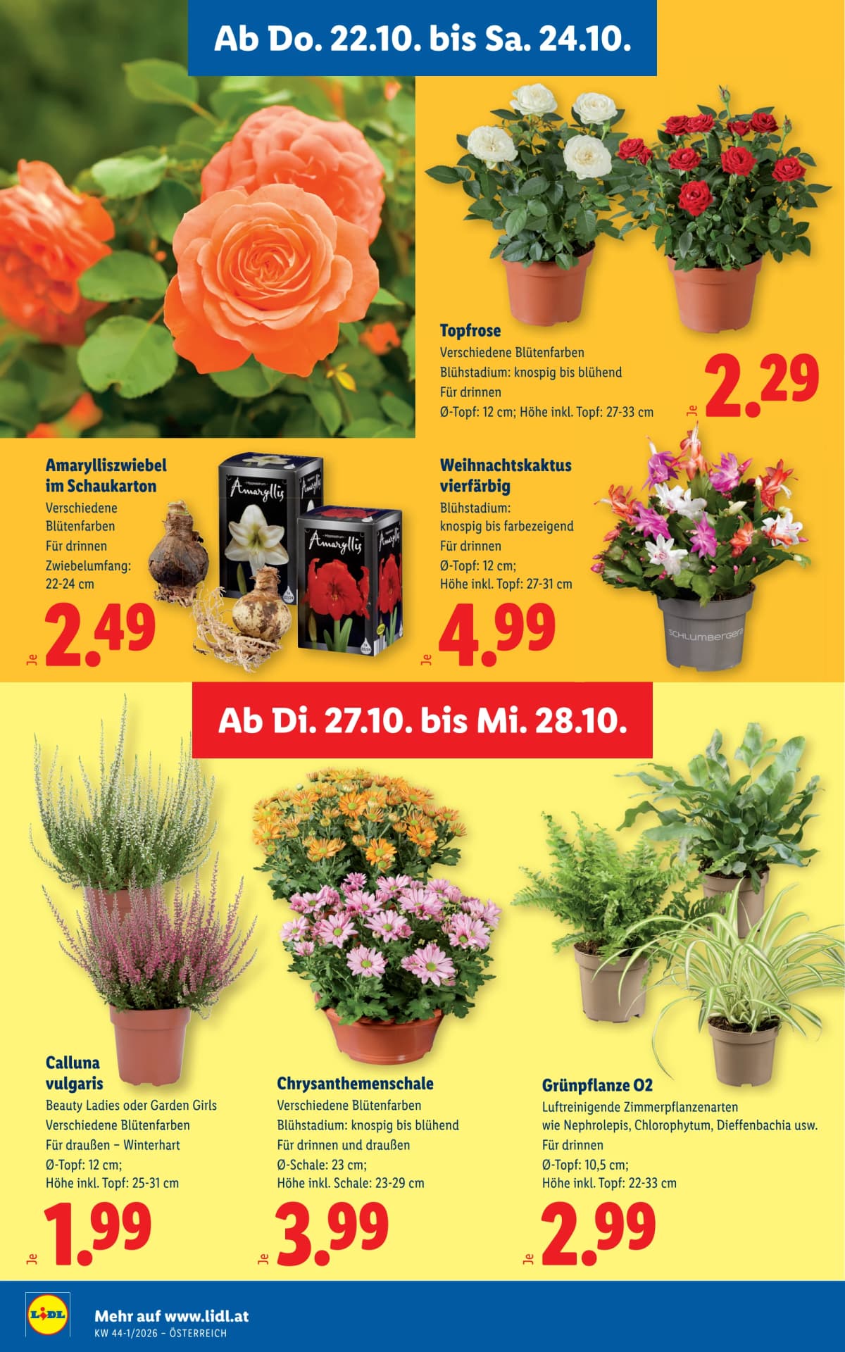 Seite 32 des Lidl Flugblatts – Aktuelle Angebote