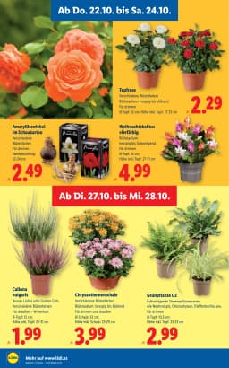 Seite 32 des Lidl Prospekts Aktuelle Angebote