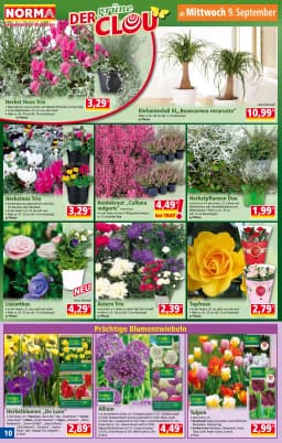 Seite 10 des Norma Prospekts Norma (KW37)