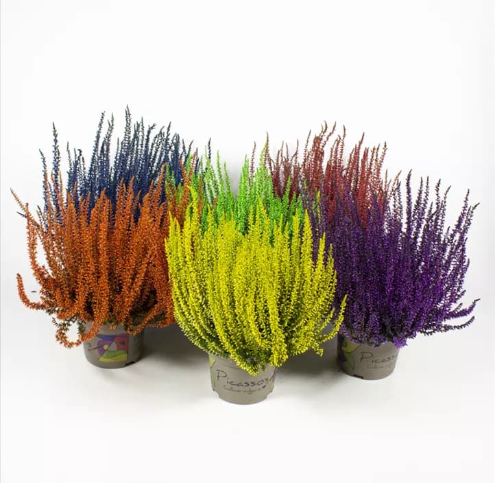 Calluna Garden Girls, Im 10 cm-Topf – Lagerhaus
