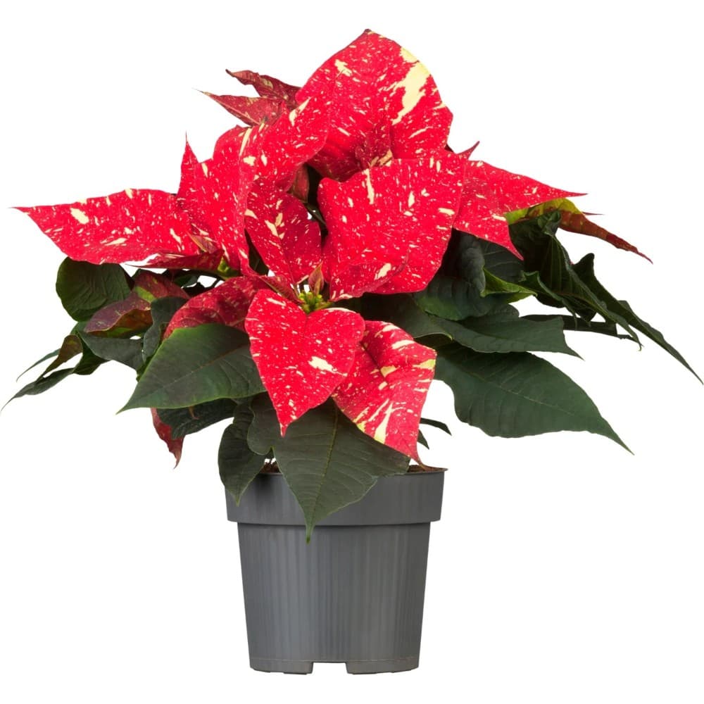 Weihnachtsstern 'Sky Star', 13-cm-Topf – Bauhaus