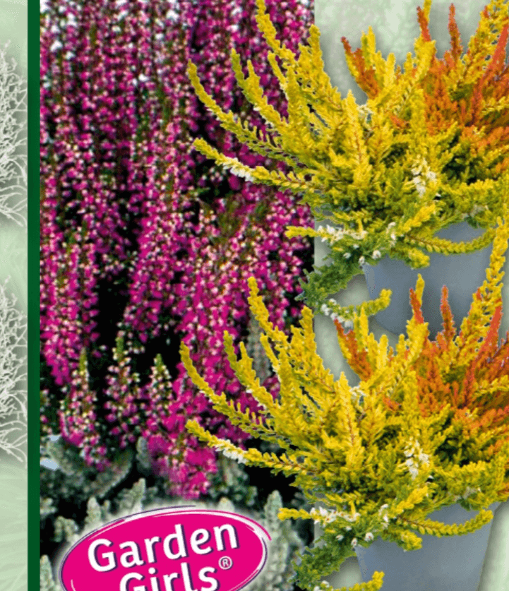 Heide Highlights Twins Garden Girls – Norma