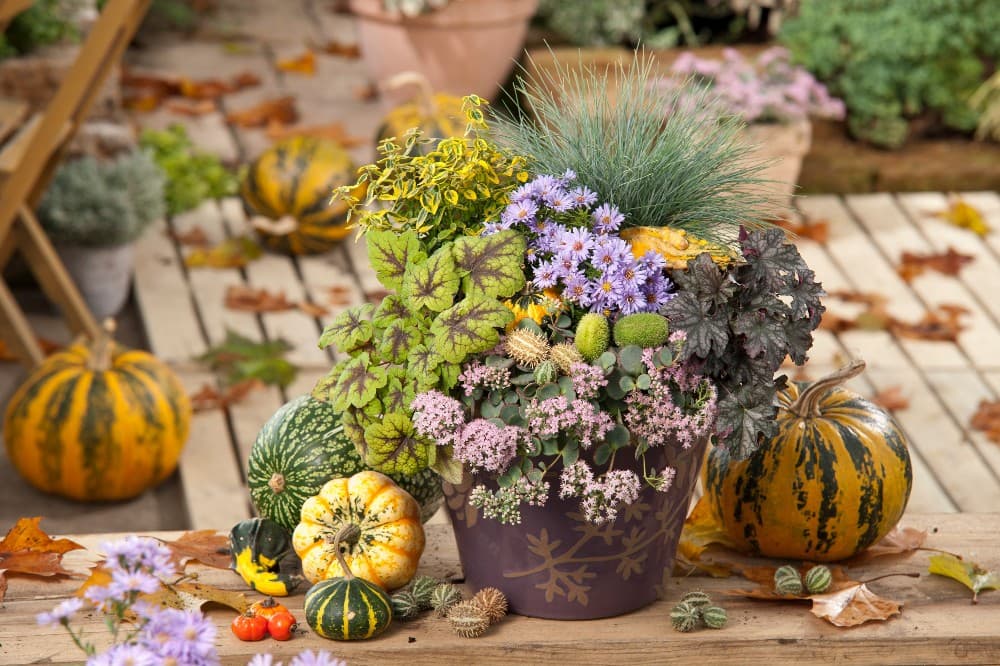 Stauden Herbstpoeten, 3-Liter-Container – Bauhaus