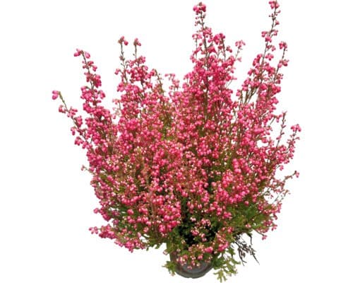 Erica gracilis – Norma