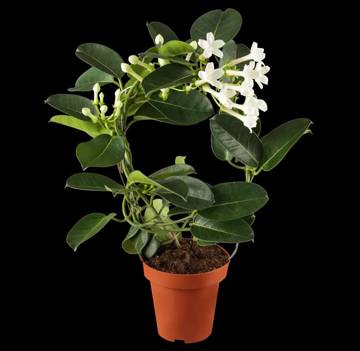 Stephanotis am Bogen – Norma