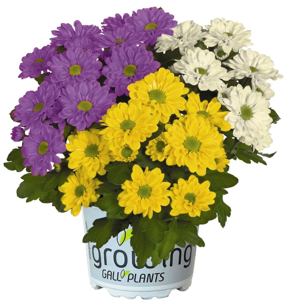 Chrysantheme Jolly Joker 12 cm-Topf Angebot bei Lagerhaus