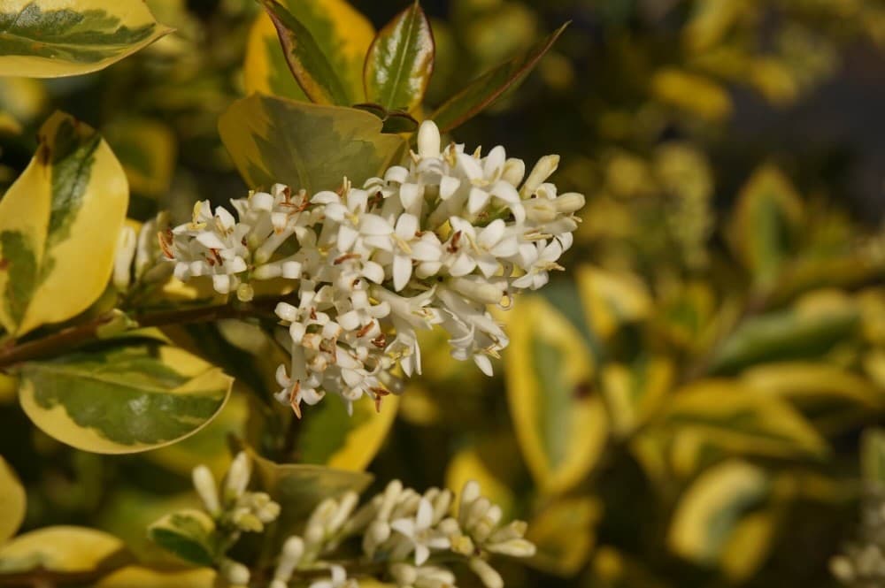 Gold-Liguster Ligustrum ovalifolium 'Aureum', 5 L-Container – Bauhaus