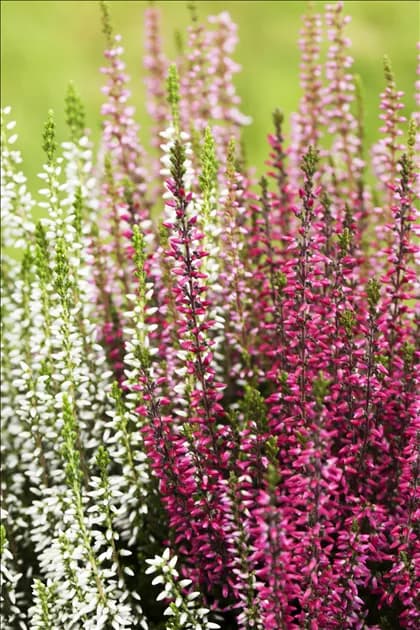 Calluna Trio Angebot bei Norma