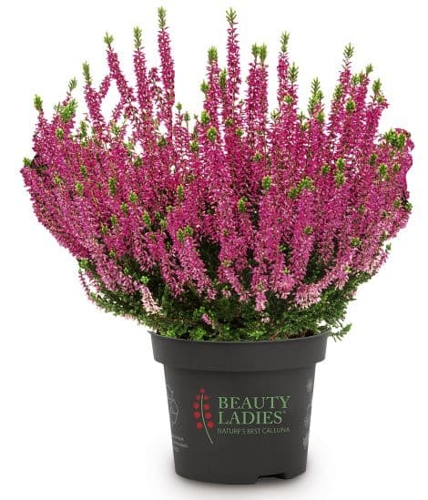 Calluna Ger Pack, 10-cm-Töpfe – Bauhaus
