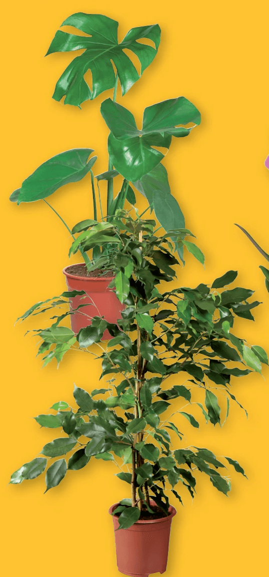 Solitärpflanze – Lidl