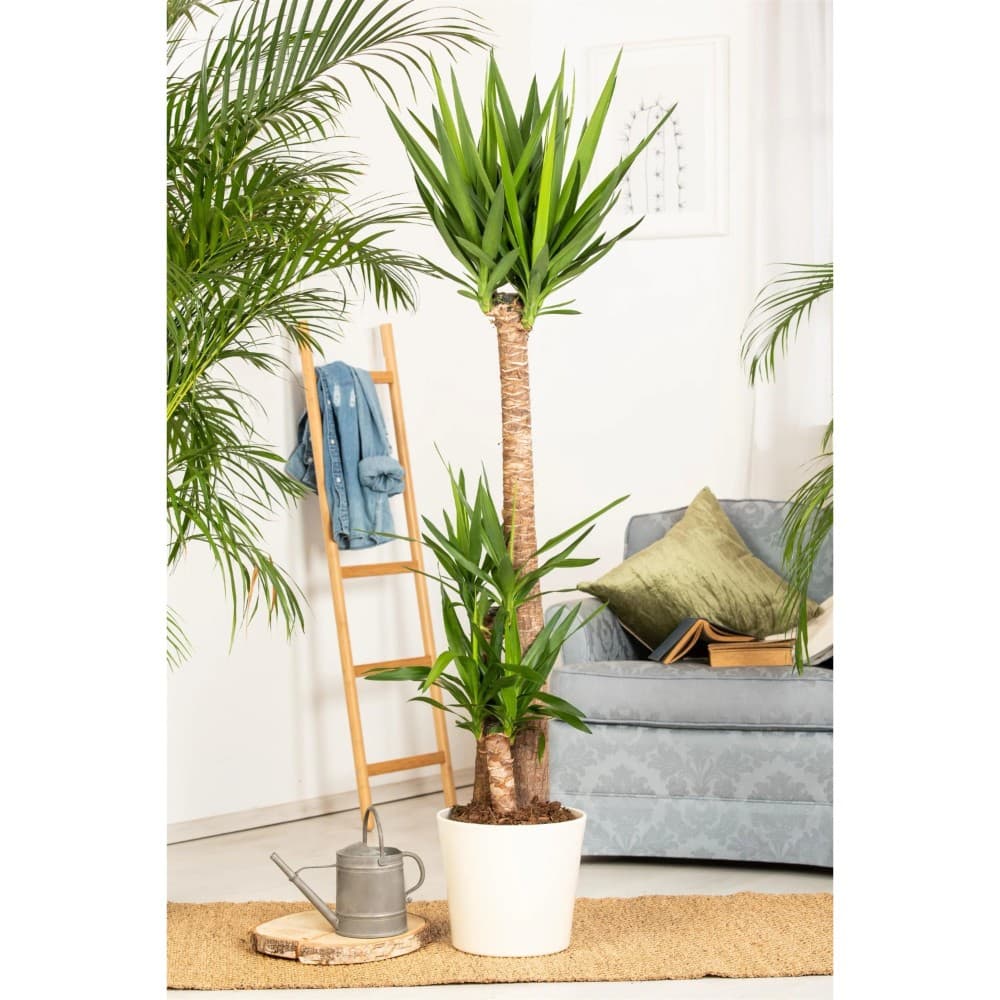 Solitärpflanze Ø-Topf: 21 cm Angebot bei Lidl
