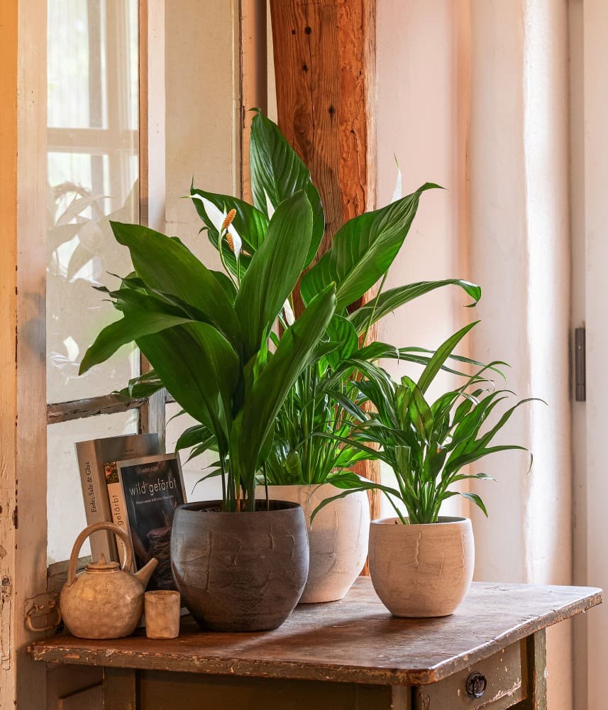 Spathiphyllum in Keramik 12 cm in 13,5 cm Topf Angebot bei Interspar