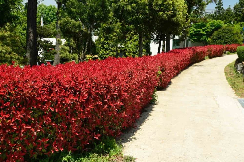 Glanzmispel Photinia fraseri 'Compacta', 3 L-Cont. – Bauhaus