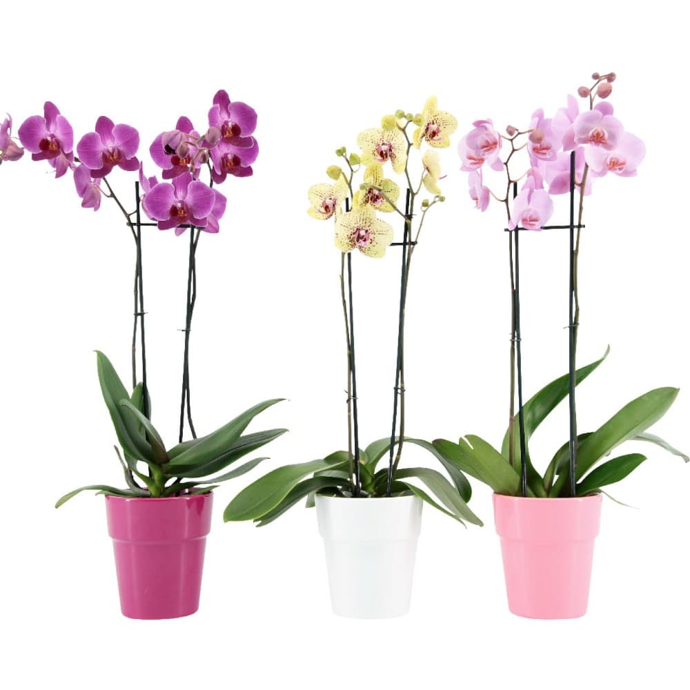 Orchidee in Keramik, ca. 50 cm hoch – Penny