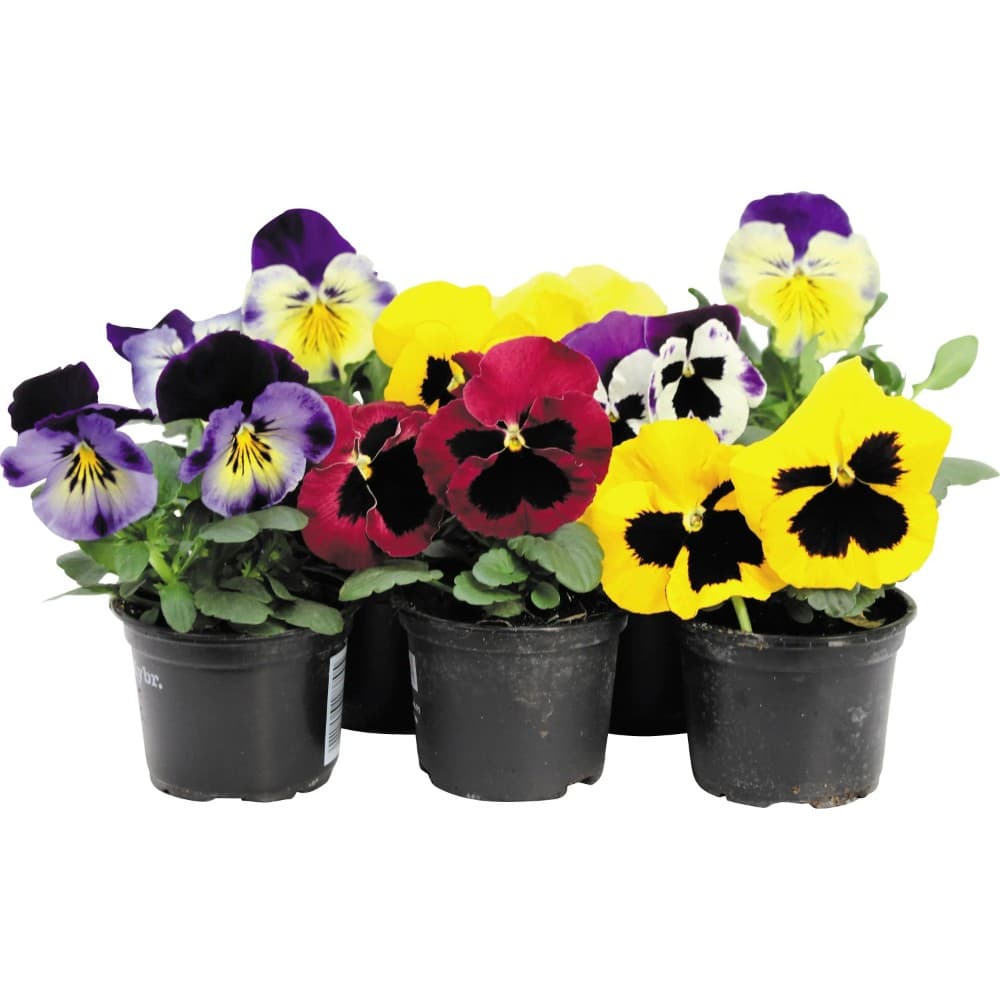 Stiefmütterchen Viola Hybrida/Cornuta, Im 9 cm-Topf – Lagerhaus