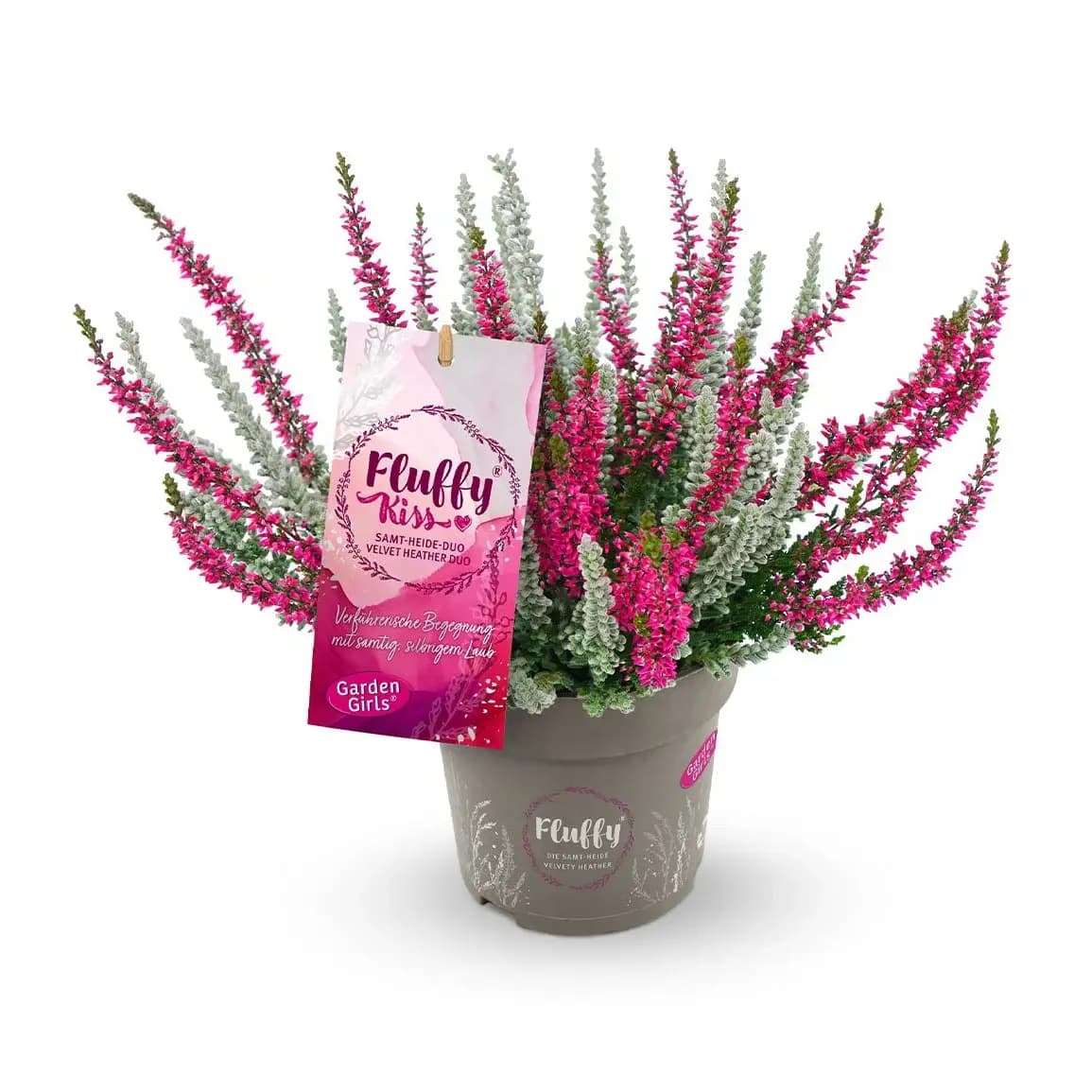 Calluna Fluffy Kiss Trio Garden Girls – Norma