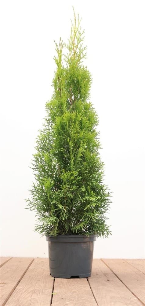 Smaragd-Thuje Thuja occidentalis 'Smaragd', 2-Liter-Container – Bauhaus