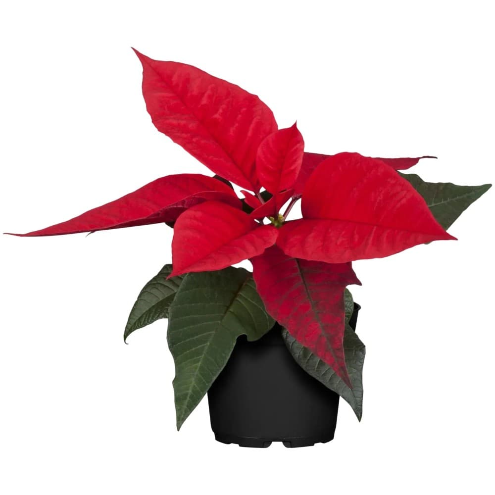 Weihnachtsstern Rot, 9-cm-Topf – Bauhaus