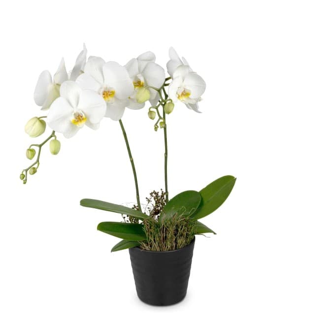 Phalaenopsis „Taiwan" – Eurospar