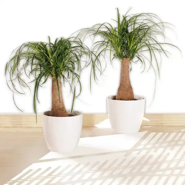 Elefantenfuß XL „Beaucarnea recurvata“ Angebot bei Norma
