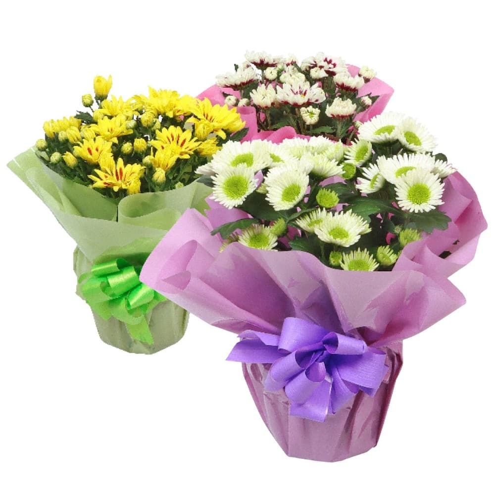 Chrysanthemen in Geschenkverpackung, im 12 cm Topf, ca. 25 cm hoch – Penny