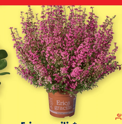 Erica gracilis – Lidl