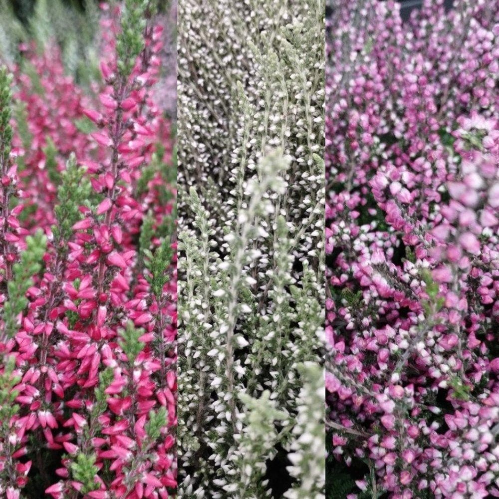 Calluna 6er Pack, 10-cm-Töpfe – Bauhaus