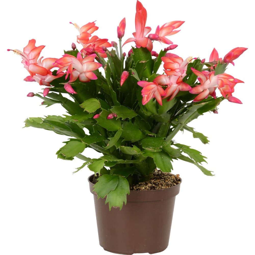 Weihnachtskaktus SCHLUMBergera – Lidl