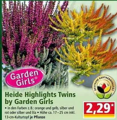 Heide Highlights Twins by Garden Girls, 17-25 cm – Norma