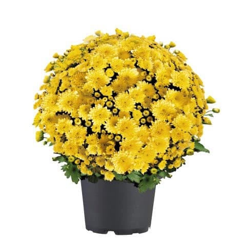 Chrysanthemen Multiflora, 14-cm-Topf, Ø 20 cm – Bauhaus