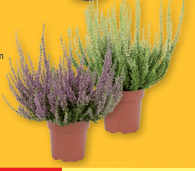 Calluna vulgaris – Lidl