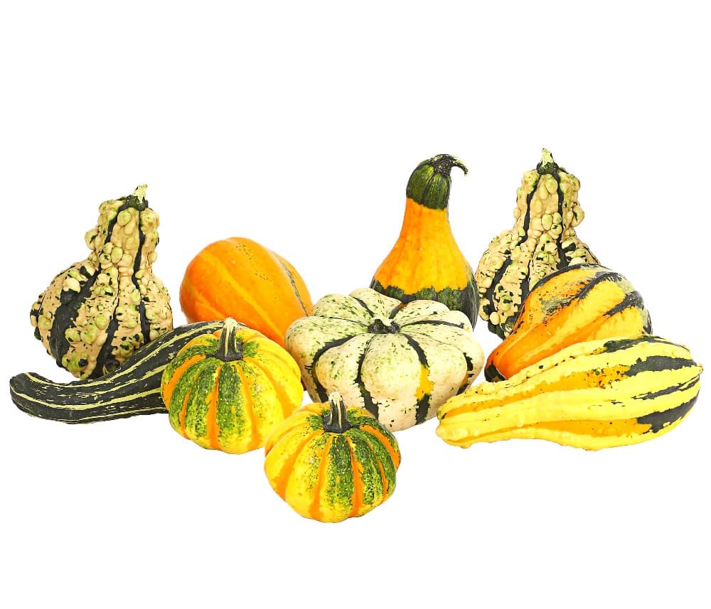 Zierkürbisse-Mix – Lidl