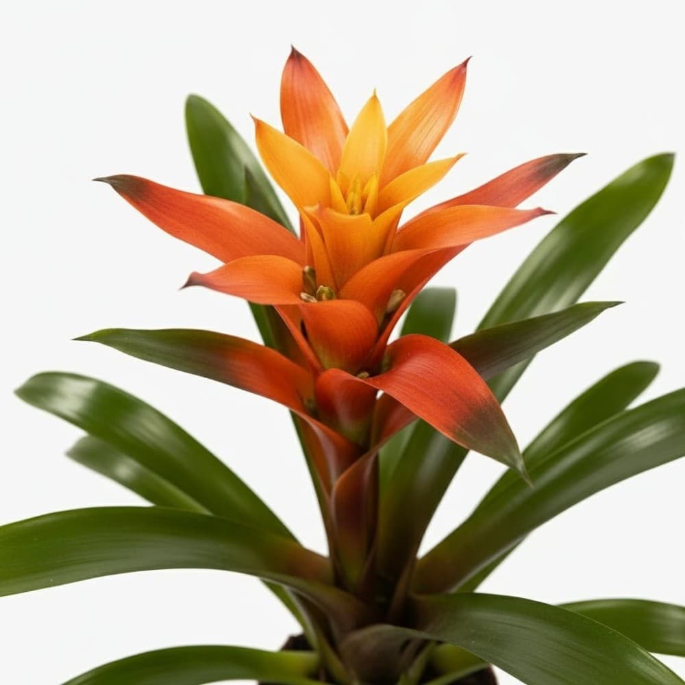 Bromelien-Besonderheit – Norma