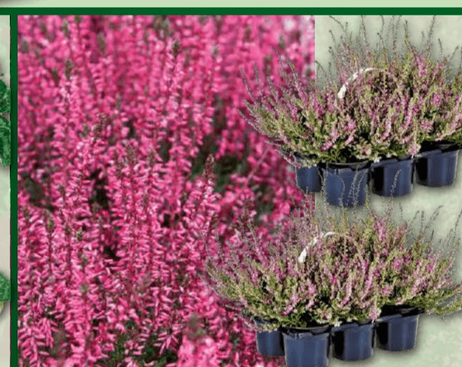 Heidekraut „Calluna vulgaris“ 6er Tray Angebot bei Norma