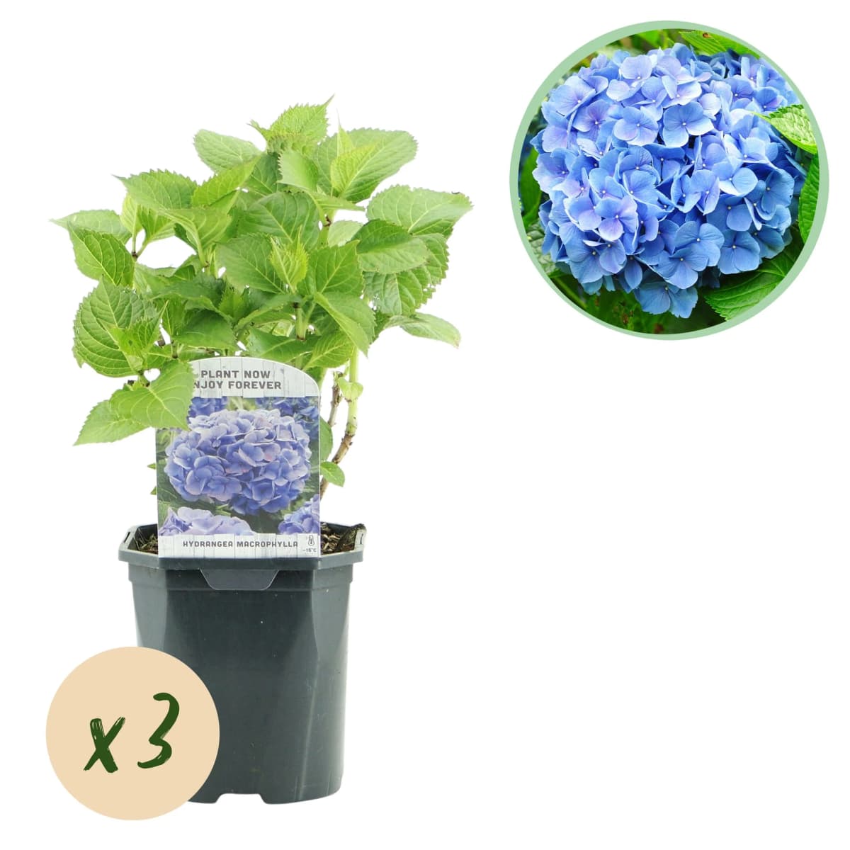 Hortensien 21 cm-Topf Angebot bei Bauhaus
