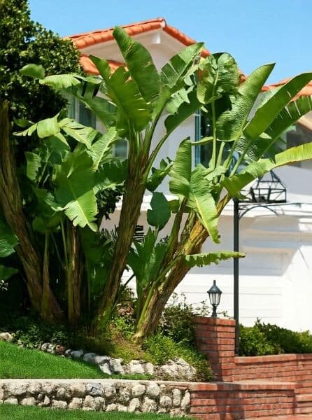 Baum-Strelitzie, 23-cm-Topf – Bauhaus