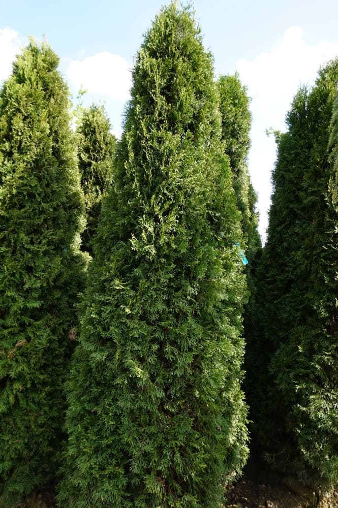 Smaragd-Thuje Thuja occidentalis 'Smaragd', 5-Liter-Container – Bauhaus