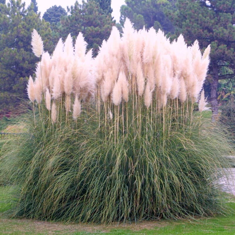Pampasgras Cortaderia, 5 Liter-Container – Bauhaus