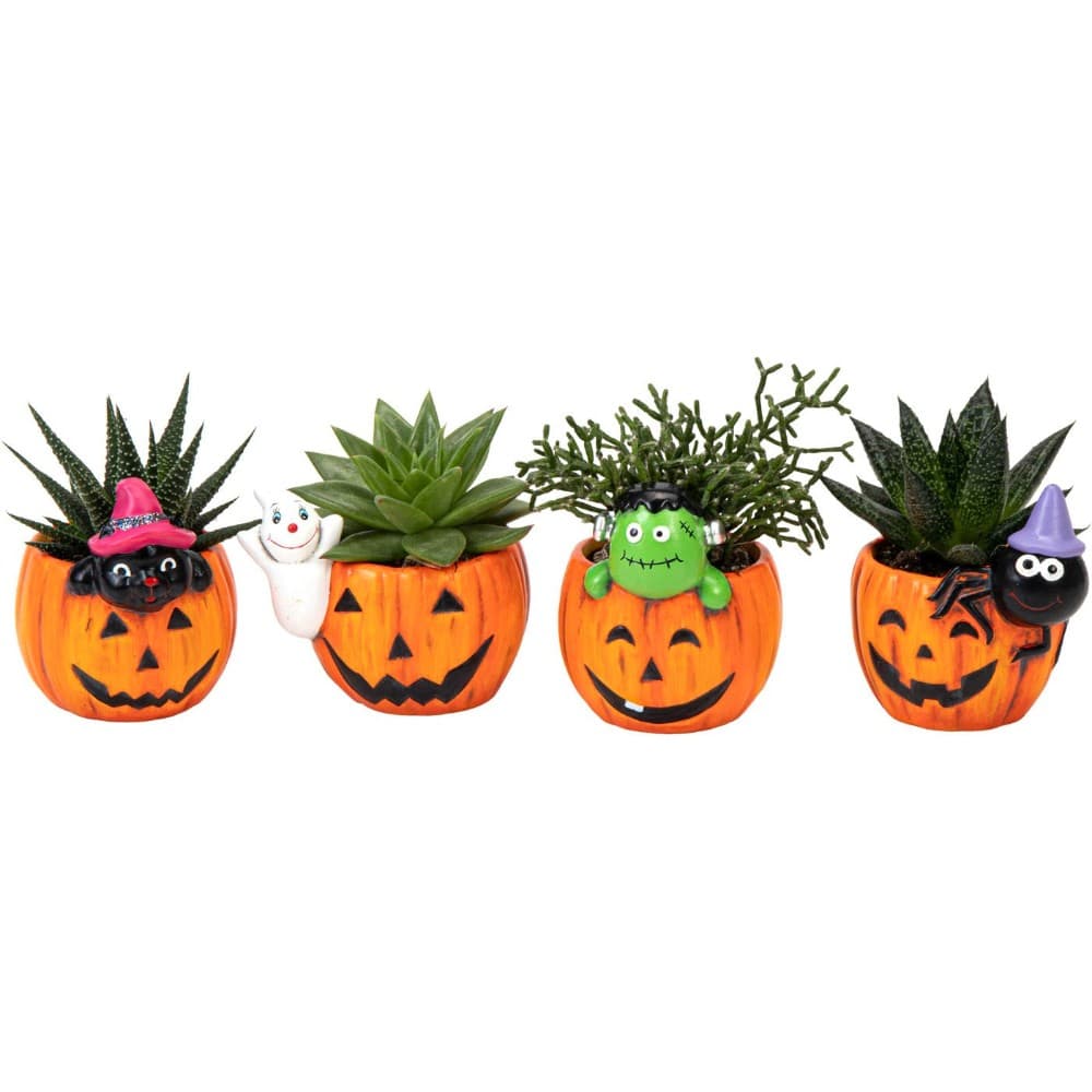 Halloween Sukkulente mit Musik, 1 Stk. – Penny