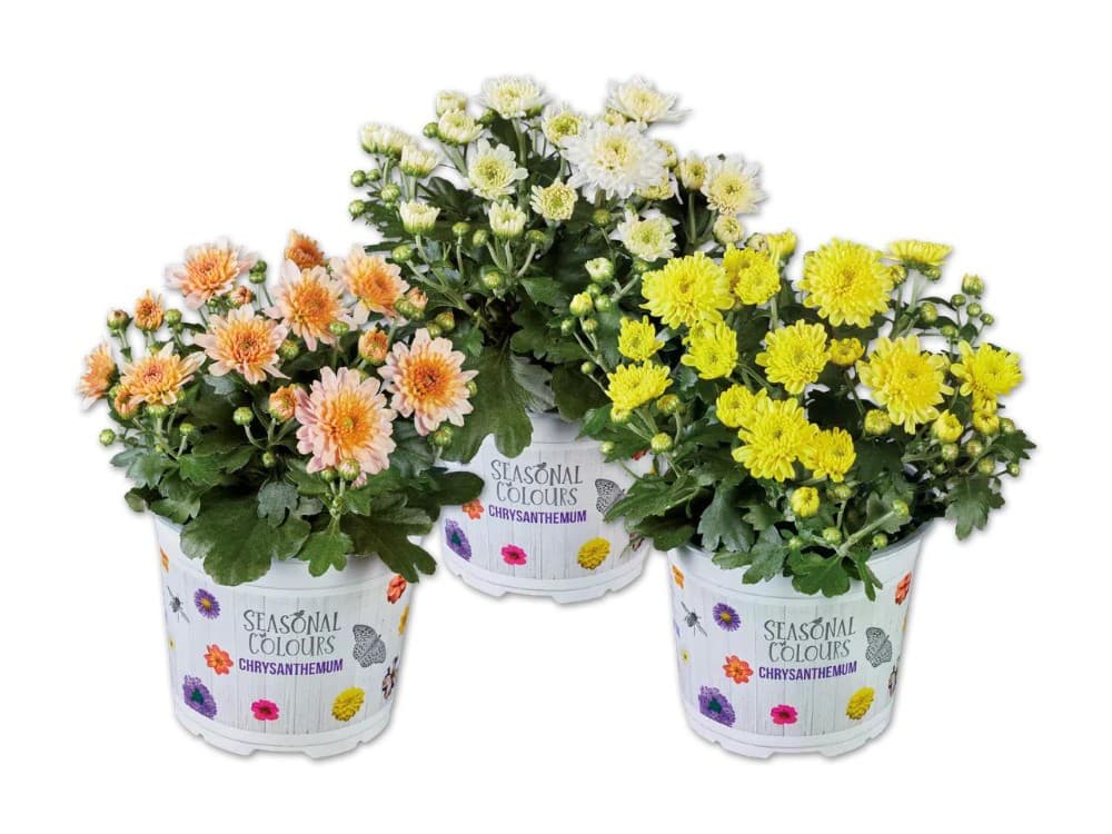 Chrysantheme Ø-Topf: 13 cm; Höhe inkl. Topf: 25-31 cm Angebot bei Lidl