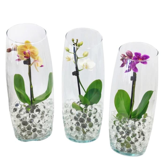 MNI Orchidee im Glas, 1 Rispe, ca. 25 cm hoch – Penny