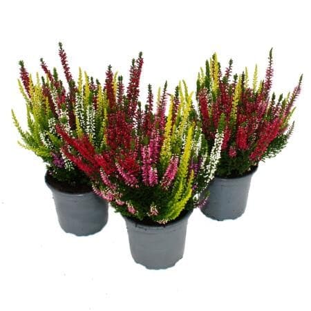 Calluna mit Baumheide Angebot bei Norma