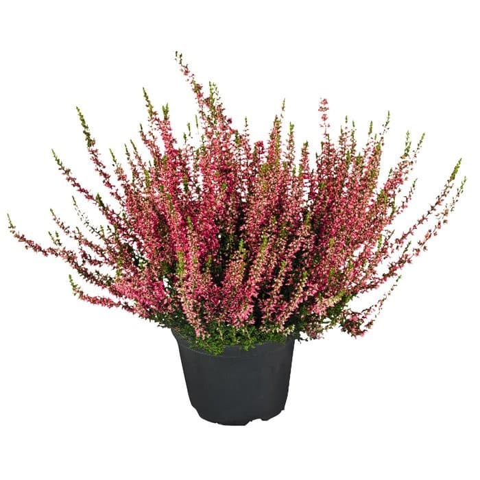 Calluna „Beauty Ladies“, ca. 25 cm hoch – Penny