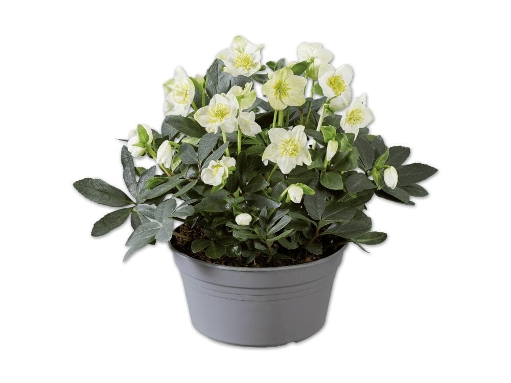 Christrose in Schale – Lidl