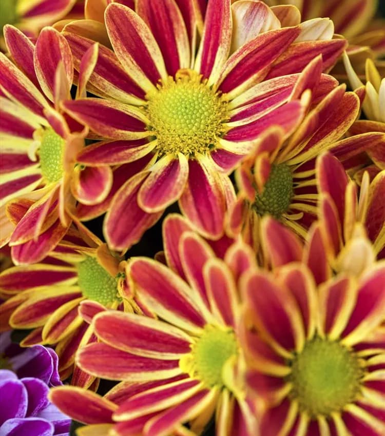 Chrysanthemen Indicum, 12-cm-Topf – Bauhaus