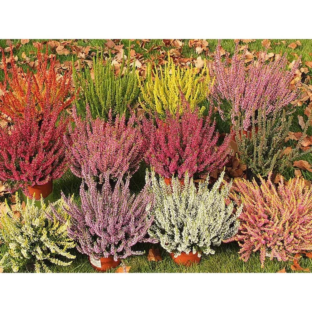Calluna Garden Girls – Lagerhaus