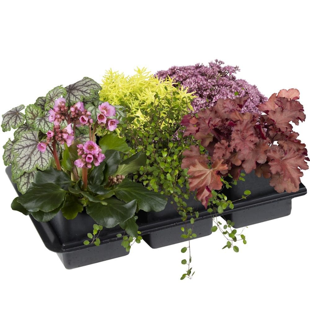 Herbstpflanzen-Mix, Im 9 cm-Topf, 6er-Tray Purfleur – Lagerhaus